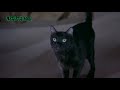 Gato Demoníaco Todo Mundo Em Pânico 2