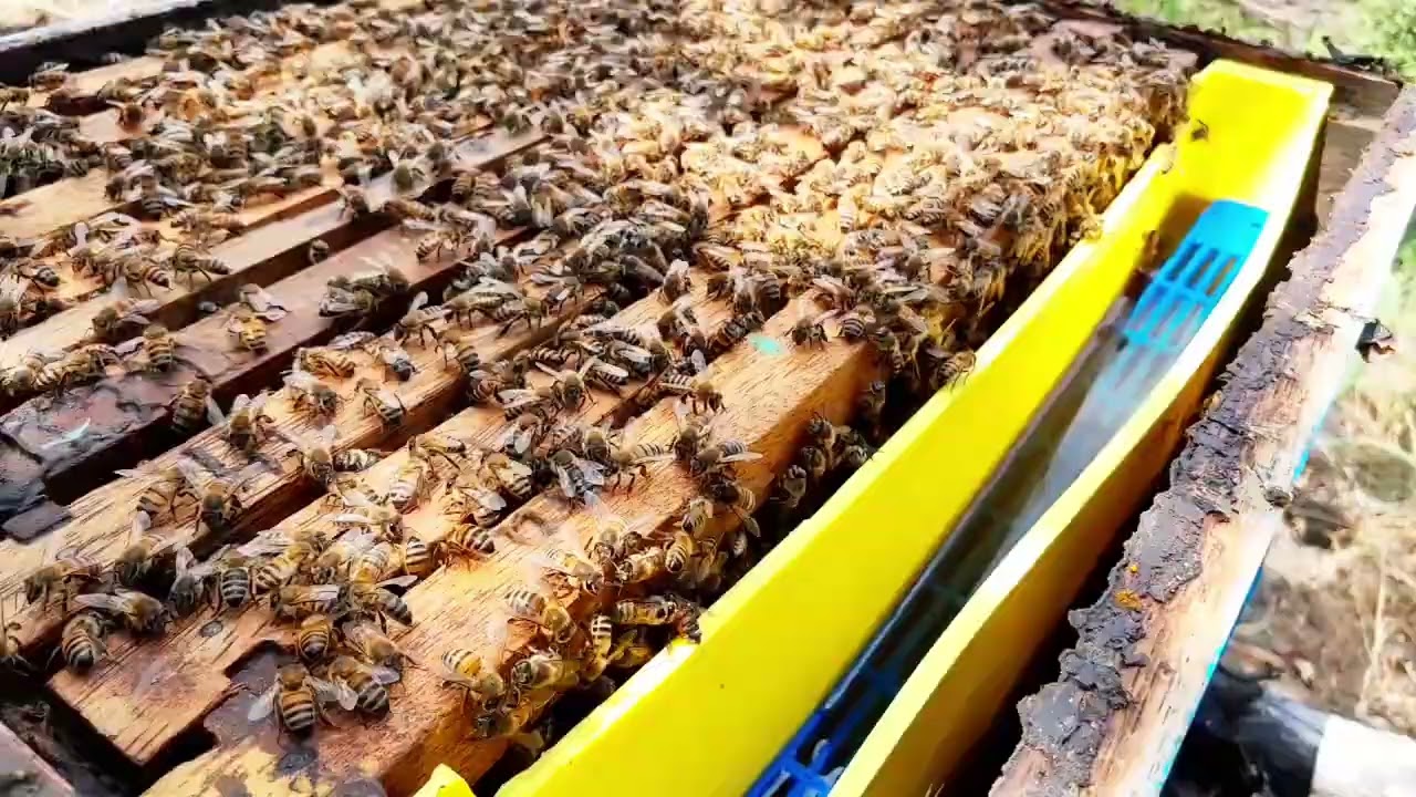 SE PUEDE CRIAR REINA EN UNA COLMENA ZANGANERA? (criamos reinas en una colmena zanganera)