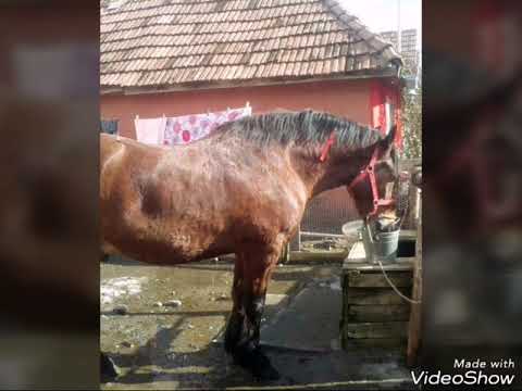 Caii lui nelu din chirileu