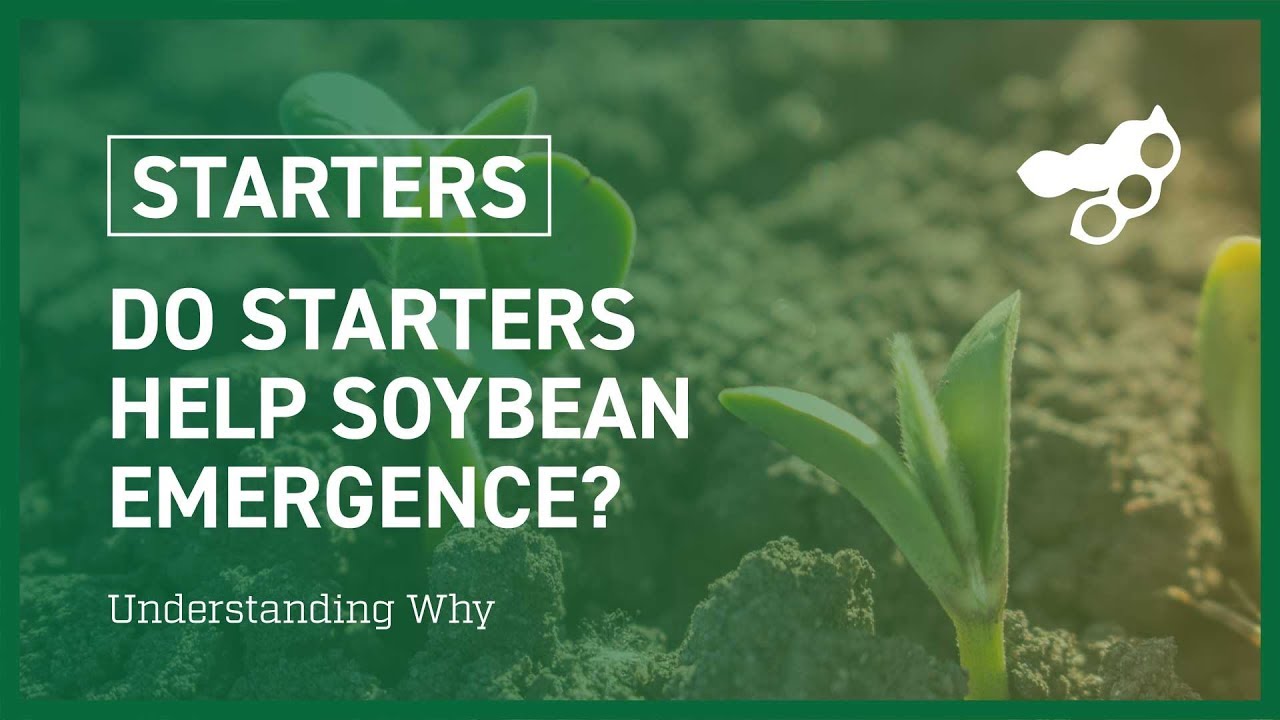 Do starters help soybean emergence?