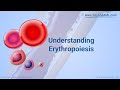 Understanding Erythropoiesis