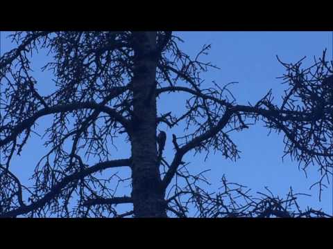 Colorado woodpecker