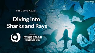 Varsity Tutors' StarCourse - Diving into Sharks and Rays with Wonders of Wildlife