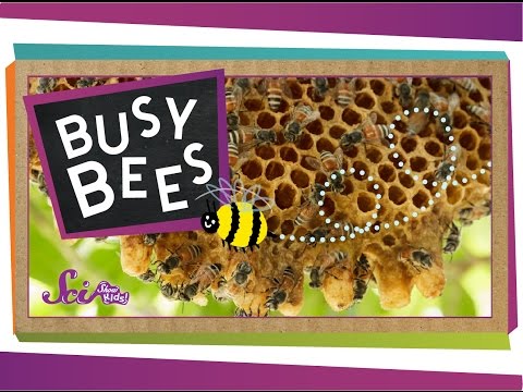 , title : 'Busy Bees! | Bumblebees and Honeybees | Amazing Animals | SciShow Kids'