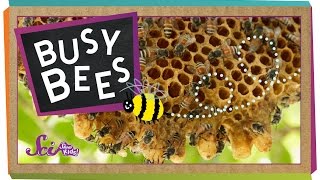 Busy Bees