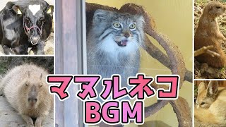 マヌルネコがすごく可愛かったので、BGM作って乗せてみた　#Shorts