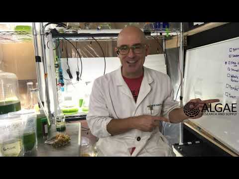 What are Algae Beads?