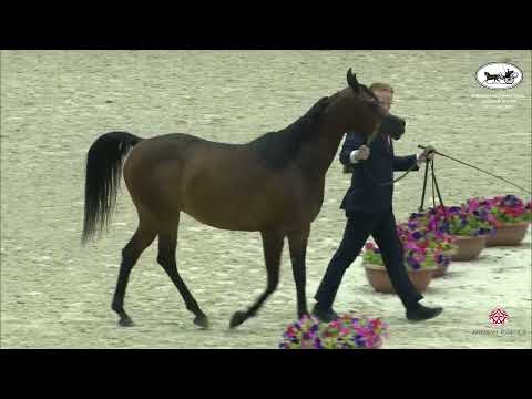 N 138 D WAJNAH   Sharjah International Arabian Horse Festival 2022   Mares 10 Years & Older Class 6