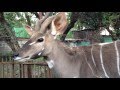 Kudu in Ethiopia Addis Ababa