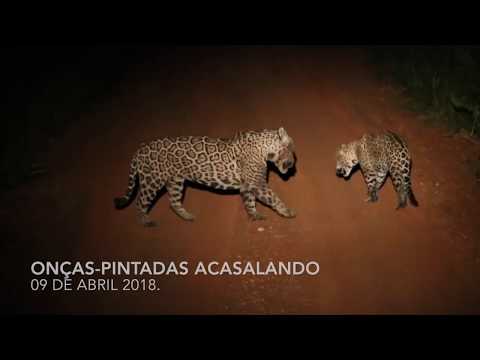 Onças-pintadas acasalando na Fazenda San Francisco!
