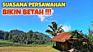 Download lagu Sawah Indah Setelah Musim Panen Tiba, Air Jernih Sejuk Nambah Betah, Suasana Pedesaan Jawa Barat mp3 Download lagu Sawah Indah Setelah Musim Panen Tiba, Air Jernih Sejuk Nambah Betah, Suasana Pedesaan Jawa Barat mp3