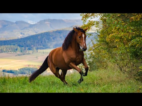 Należysz do dzikości - You belong to the wild (Tłumaczenie pl)