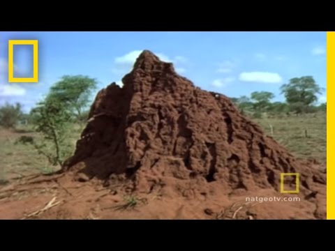 Her Majesty, The Termite Queen | National Geographic