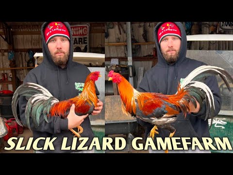 Sweater 4 Webber Hoskins Yellow leg hatch - SLICK LIZARD FARM