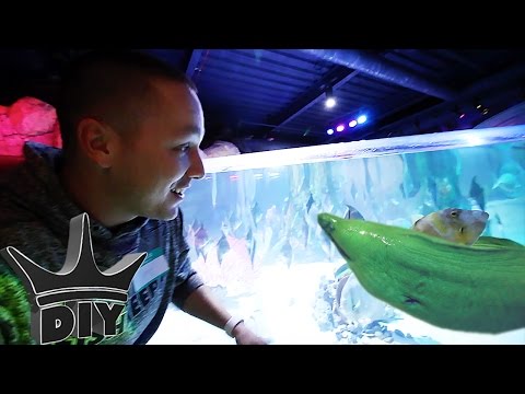 I NEED THIS AQUARIUM!!!