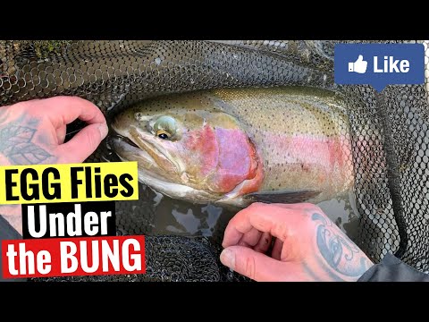 Egg Flies under the Bung  |  Winter Fly Fishing methods for Rainbow Trout at Laois Angling Centre