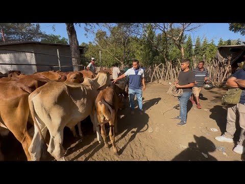 Tiangue el transito  san Miguel mira todo lo que ay 