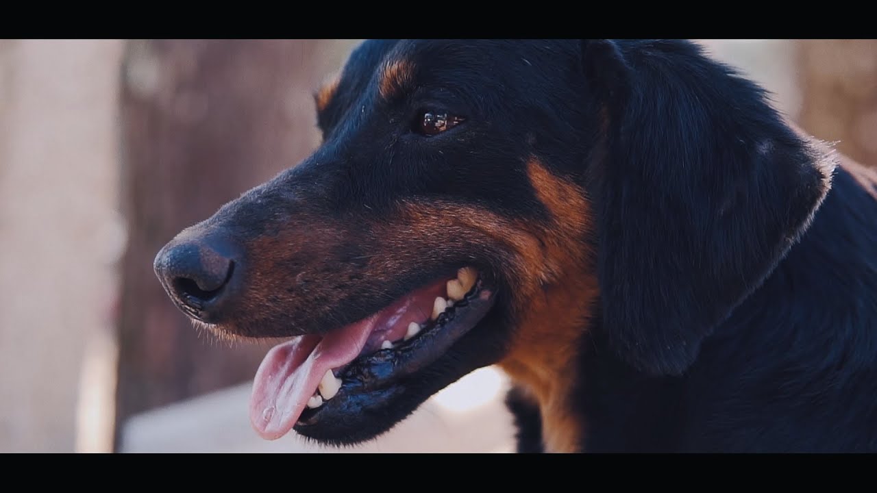 Uma carta de um cão ao seu dono / Vídeo em parceria com a APAMA ONG