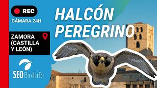 HALCÓN PEREGRINO ·🔴DIRECTO · Zamora, Castilla y León, España || 🔴LIVE Peregrine Falcon, Spain. live webcam
