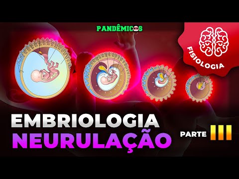 Embriologia: Neurulação e Organogênese (Parte 3/4)