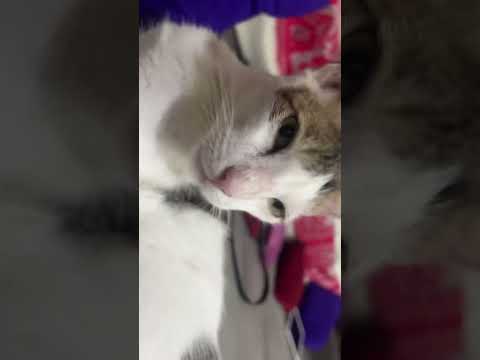 Transition with mammoo🐈 but woh apni khujli mein #catlover #catvideos #pets #funny #trending #short