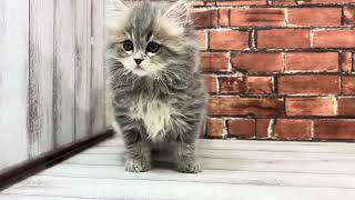 ミヌエットの動画01