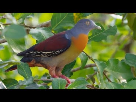 Little green pigeon Treron olax
