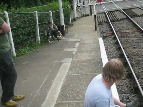 Dog on railway line at Thuxton station