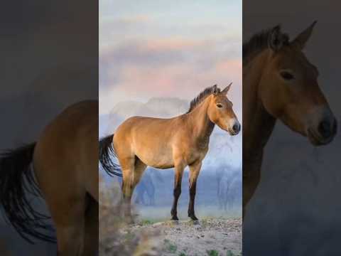 , title : 'Reviving Przewalski's Horses: Cloning Success Story 🐴 #Przewalski's Horses #WildlifeRevival'