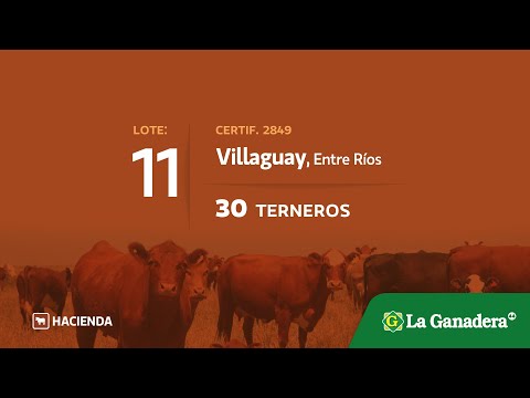 Lote Terneros en Villaguay