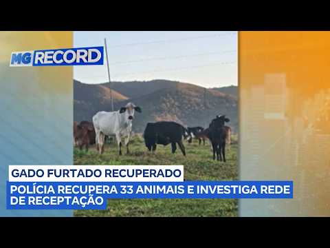 Polícia Civil recupera gado furtado e investiga possível rede de receptação em MG