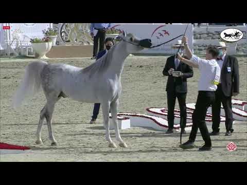 N 221 EMAR AVI   Sharjah International Arabian Horse Festival 2021   Stallions 4 6 Years Old Class 1