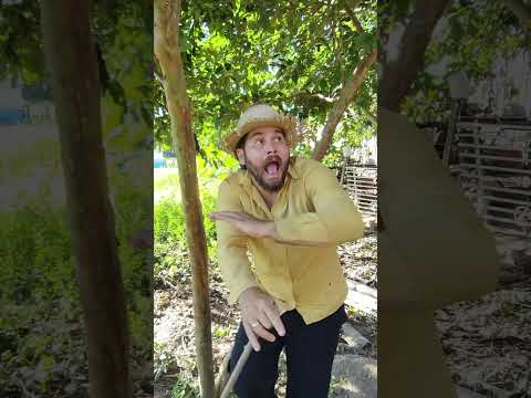 rei Leão acordou assustado 🫵😂 #comedy #funny #shorts #memes