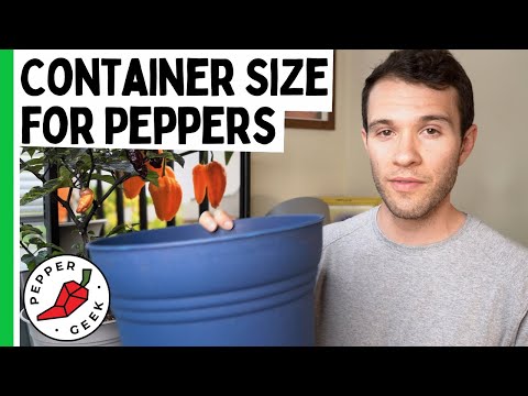 Container Size for Pepper Plants - Ideal Pot Size - Pepper Geek