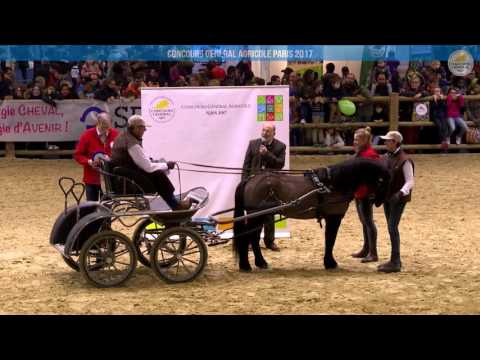 Voir la vidéo : Carrière Équine du 05 mars 2017, partie 3