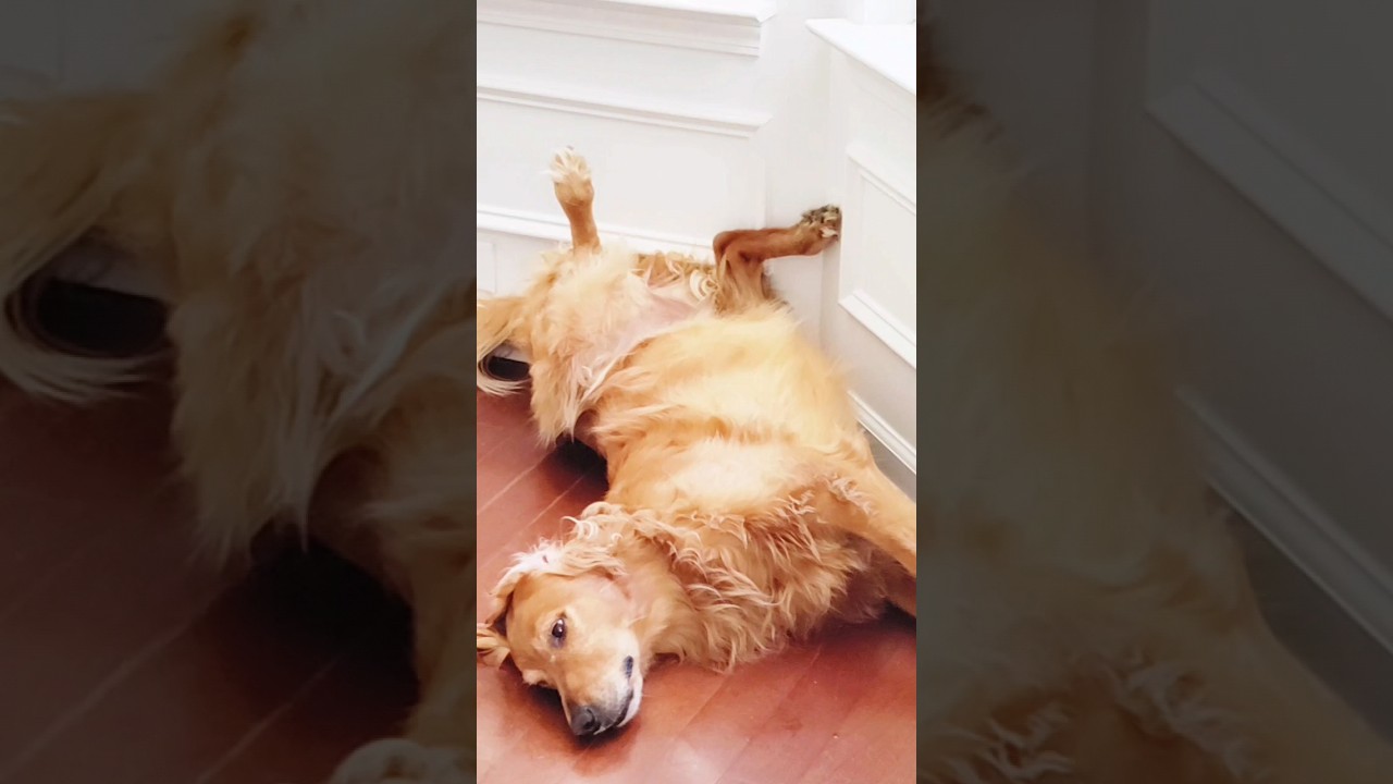 Well Deserved Nap 🐾 #goldenretriever #sewing #sewingpatterns #sewingtips #sew #golden