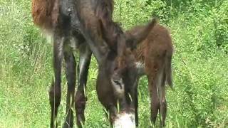 preview picture of video 'Donkey & foal in Bulgaria'