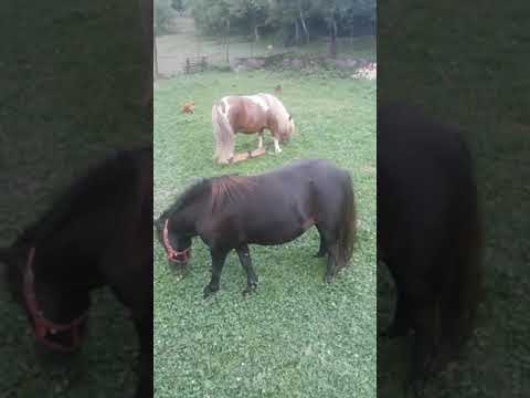 Poneii lui Danut de la Bratca