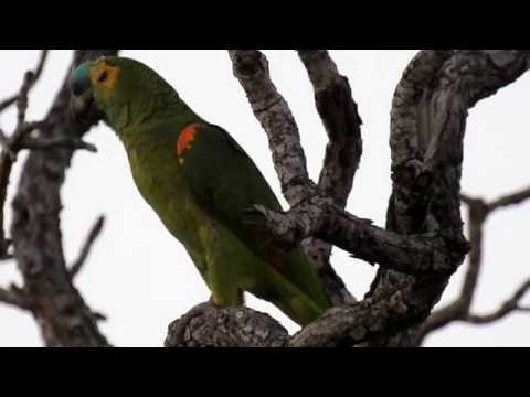 TURQUOISE-FRONTED PARROT, AMAZONA AESTIVA, PAPAGAIO-VERDADEIRO, Wildlife shows, Natural beauty.