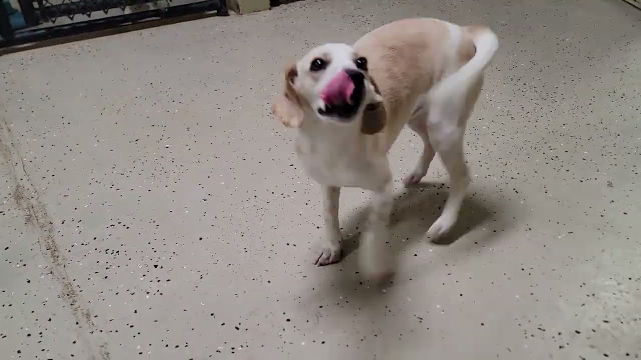 Enlarge Cowboy, a Adoptable Beagle in Mount Sterling, KY video 2/6