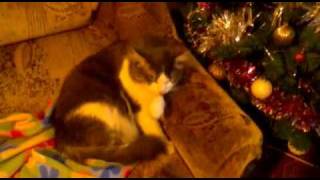 Download lagu 21012012004.mp4 mp3