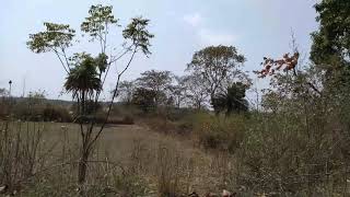 preview picture of video 'A trip to my native village, a sub divison in Purulia.'