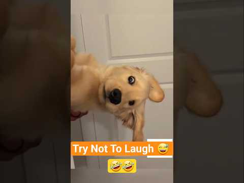 Essayez de ne pas rire 🤣 moments drôles de chiens