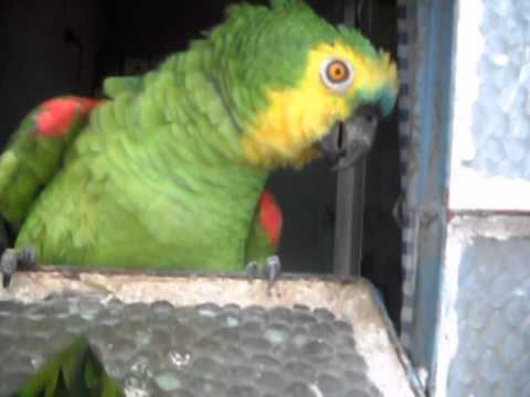 PAPAGAIO GRITANDO GOL