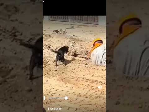 Great team work..#viral #youtube #shortsvideo #trending #dogs