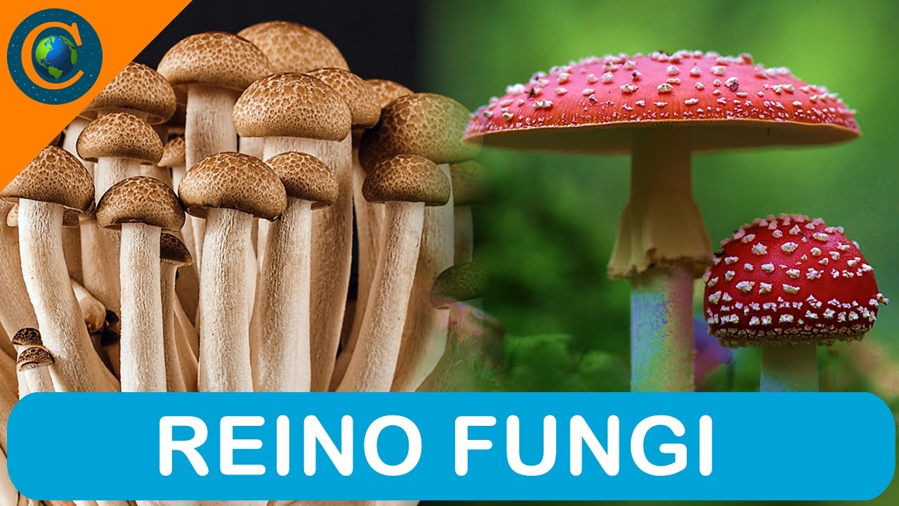REINO FUNGI