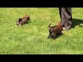 Shorkie dogs for sale: Stewart - Video 1