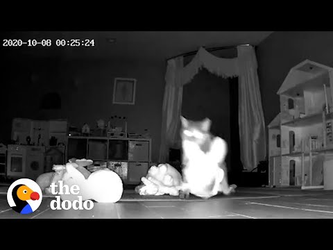 Hidden Camera Catches Cat Bringing Gifts To Her Family | The Dodo Cat Crazy