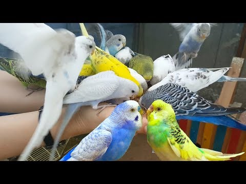 4K HDR Video – Beautiful Lovebird | Budgies and Cockatiel Birds Playing and Feeding