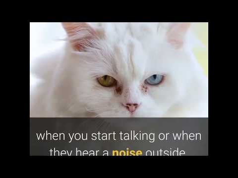 understanding your cats 5 senses